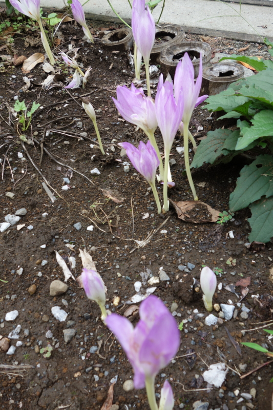 f:id:massneko:20150926145922j:plain f:id:massneko:20150926145922j:plain