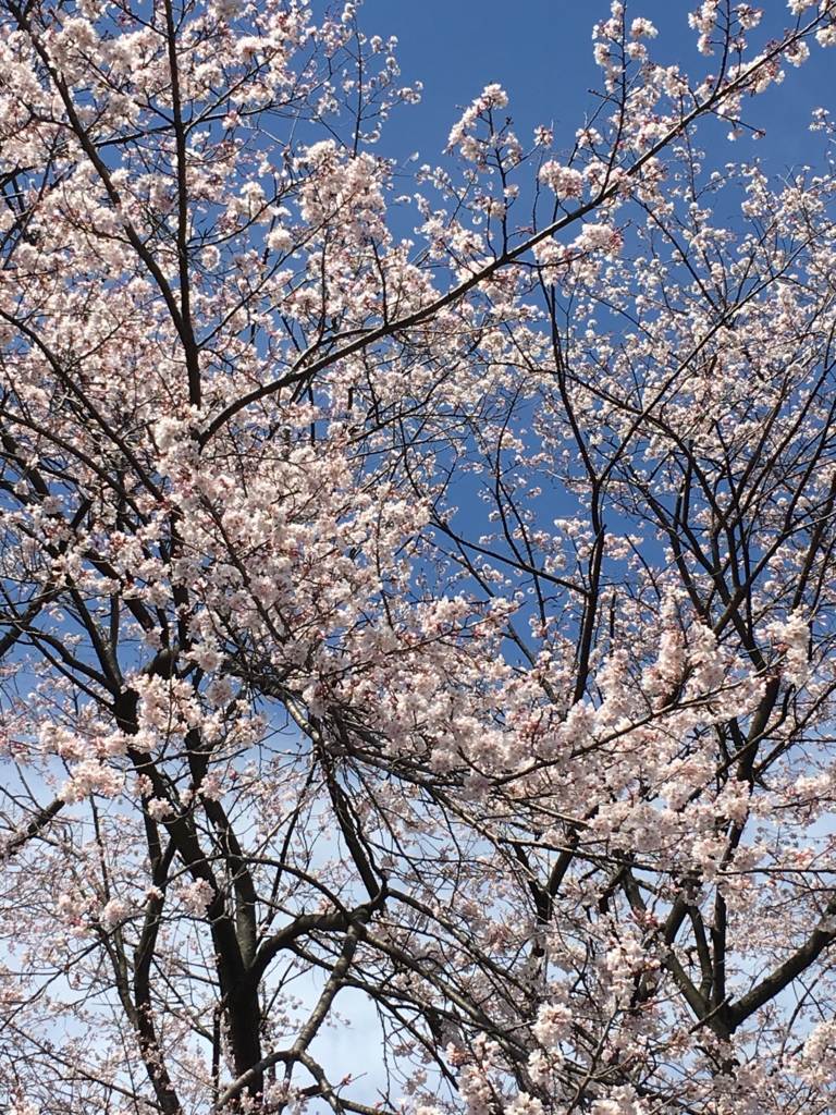 f:id:massneko:20160325131356j:plain