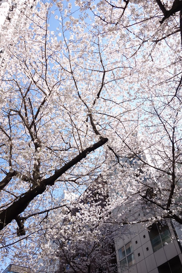 f:id:massneko:20200401085217p:plain