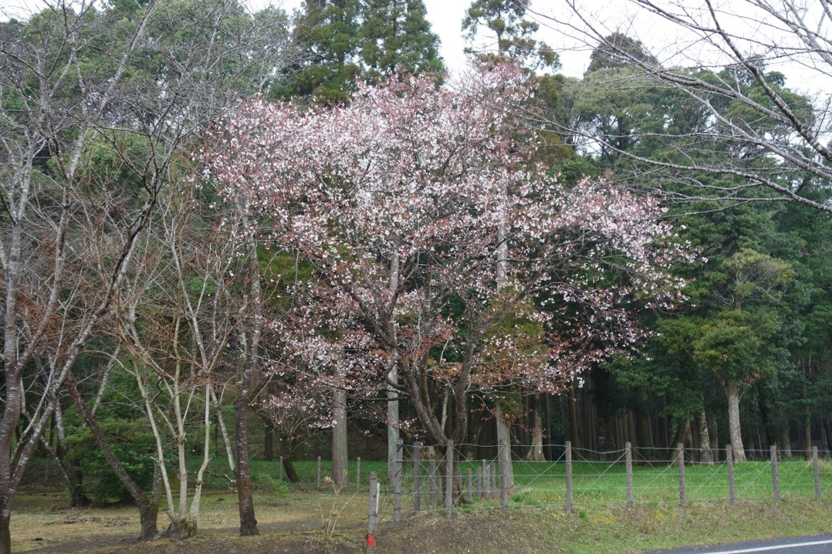 f:id:massneko:20200402164013p:plain f:id:massneko:20200402164013p:plain
