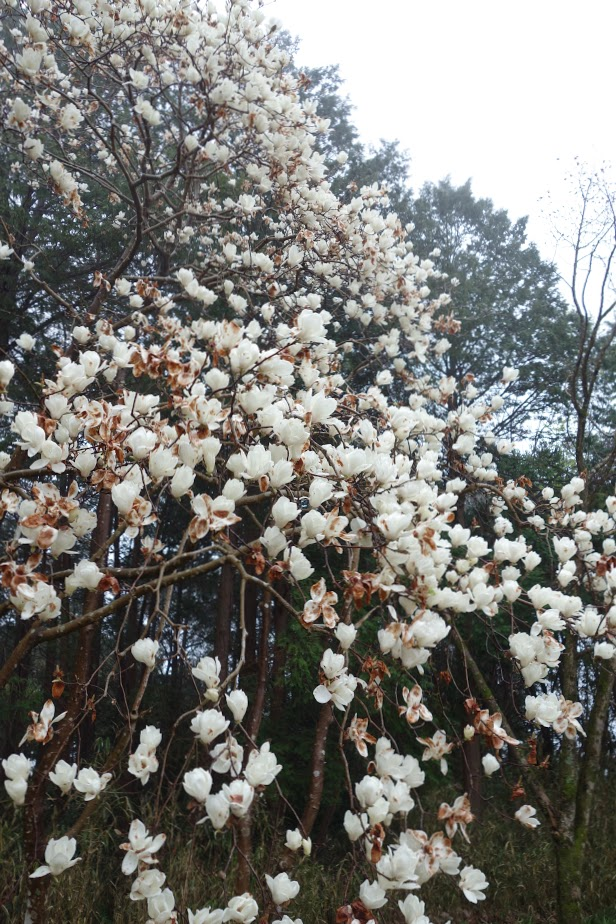 f:id:massneko:20200413161946p:plain