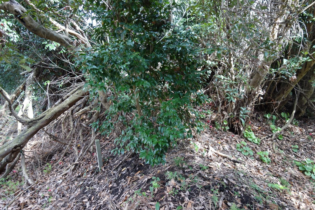 f:id:massneko:20200517105442p:plain