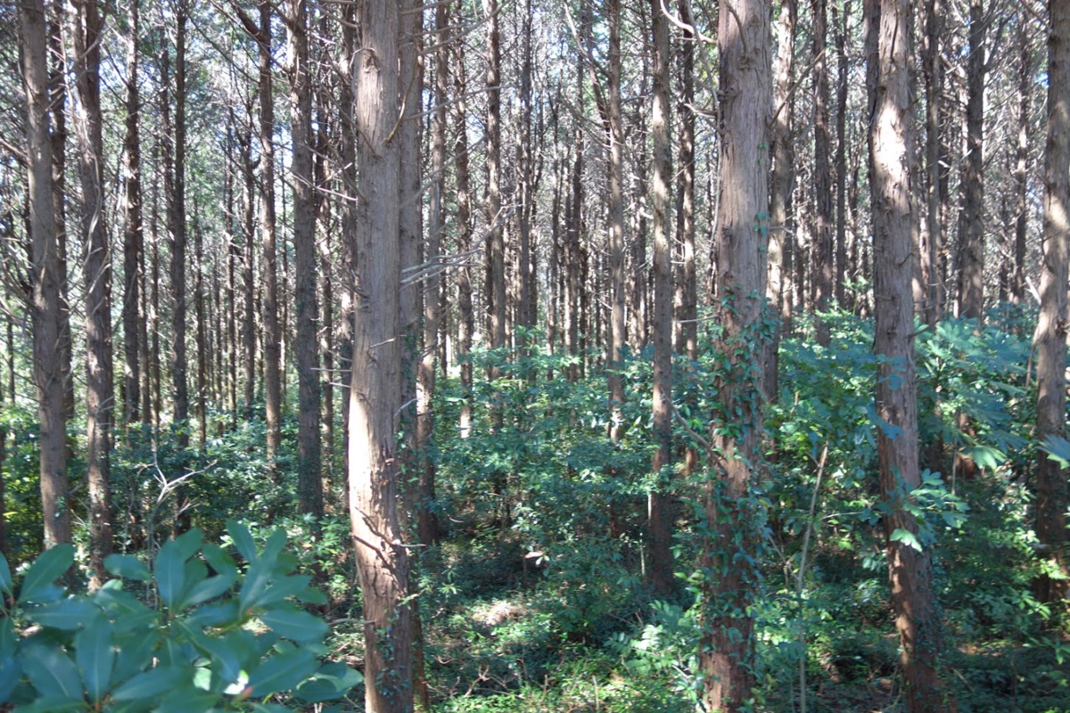 f:id:massneko:20200622101552p:plain