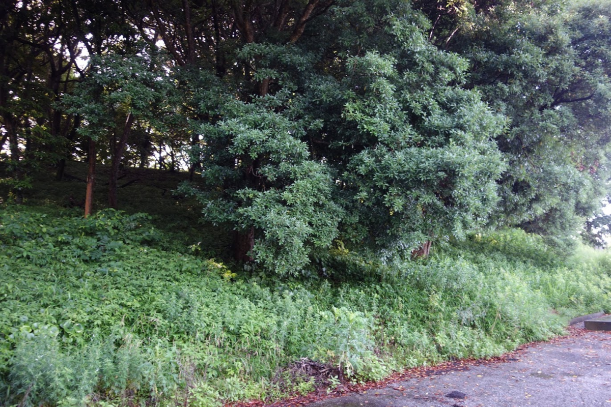 f:id:massneko:20200816195403p:plain f:id:massneko:20200816195403p:plain