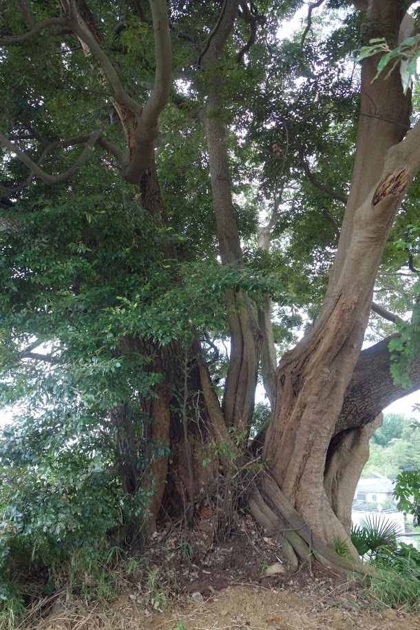 f:id:massneko:20200904160115p:plain