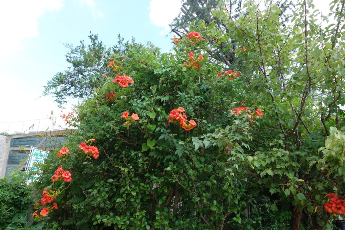 f:id:massneko:20200904161359p:plain