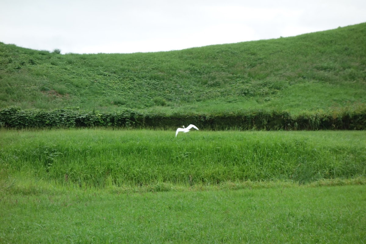 f:id:massneko:20201006170502p:plain