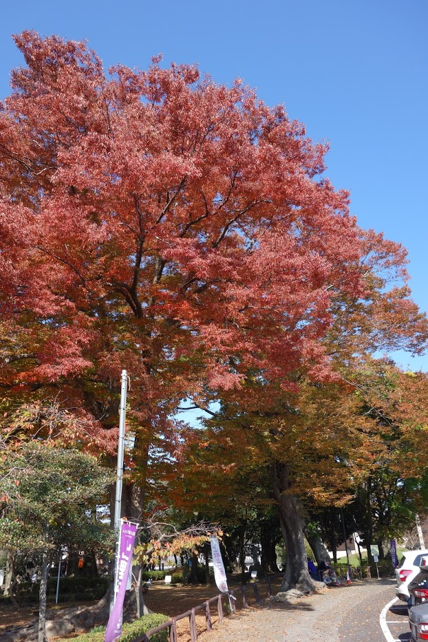 f:id:massneko:20201110162601p:plain
