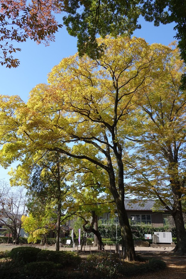 f:id:massneko:20201110163942p:plain