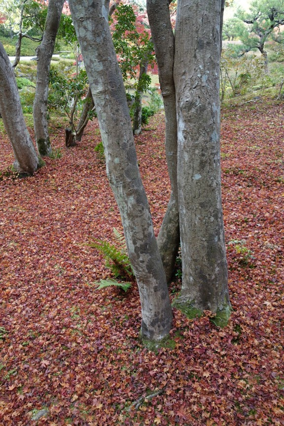 f:id:massneko:20201209162912p:plain