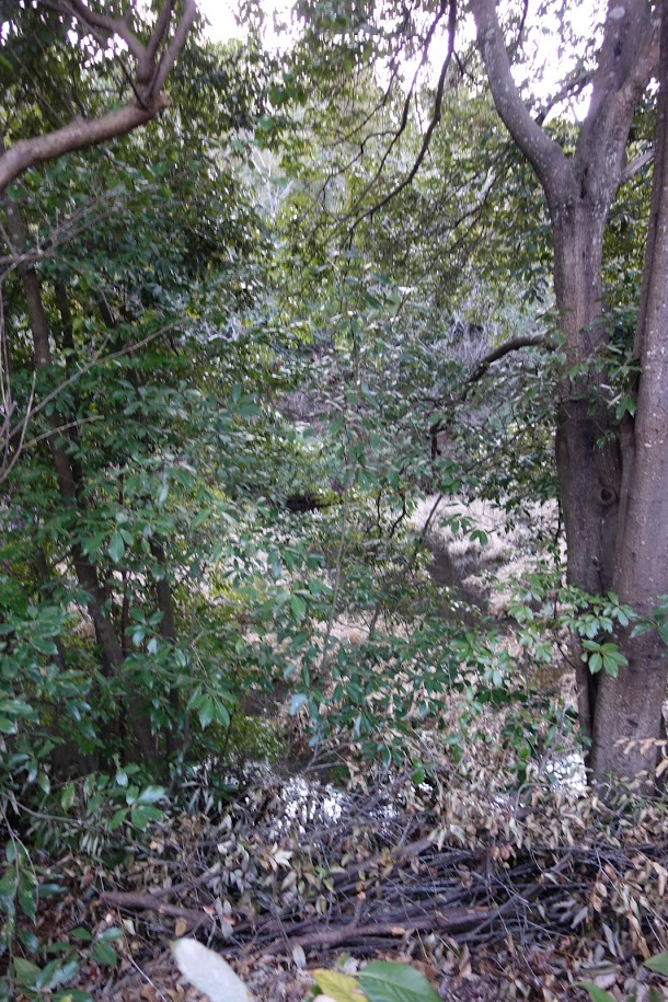 f:id:massneko:20201211223452p:plain