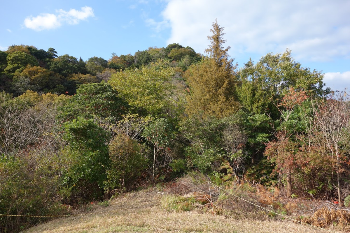 f:id:massneko:20201214171914p:plain