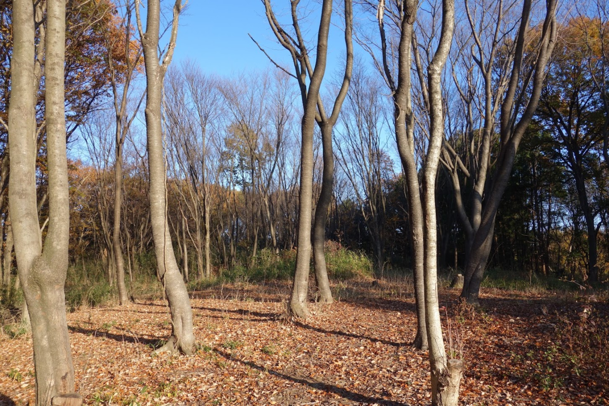 f:id:massneko:20201218162046p:plain