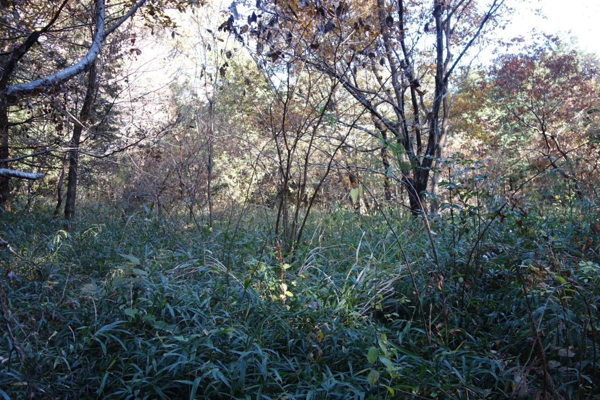 f:id:massneko:20201226160322p:plain