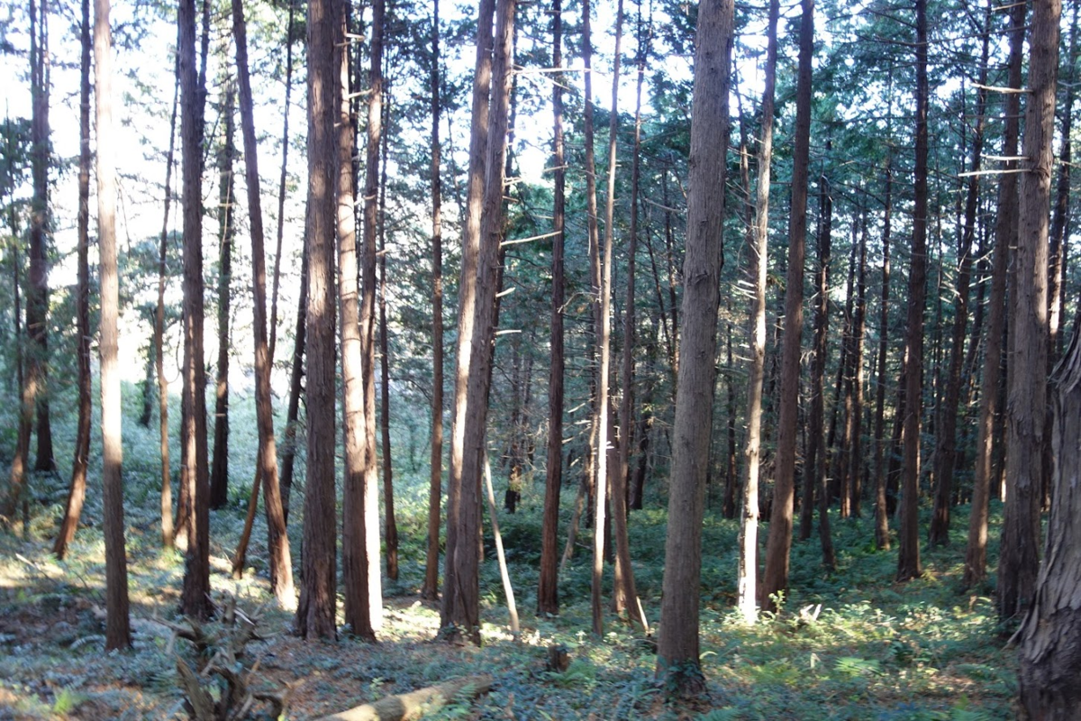 f:id:massneko:20201228092407p:plain
