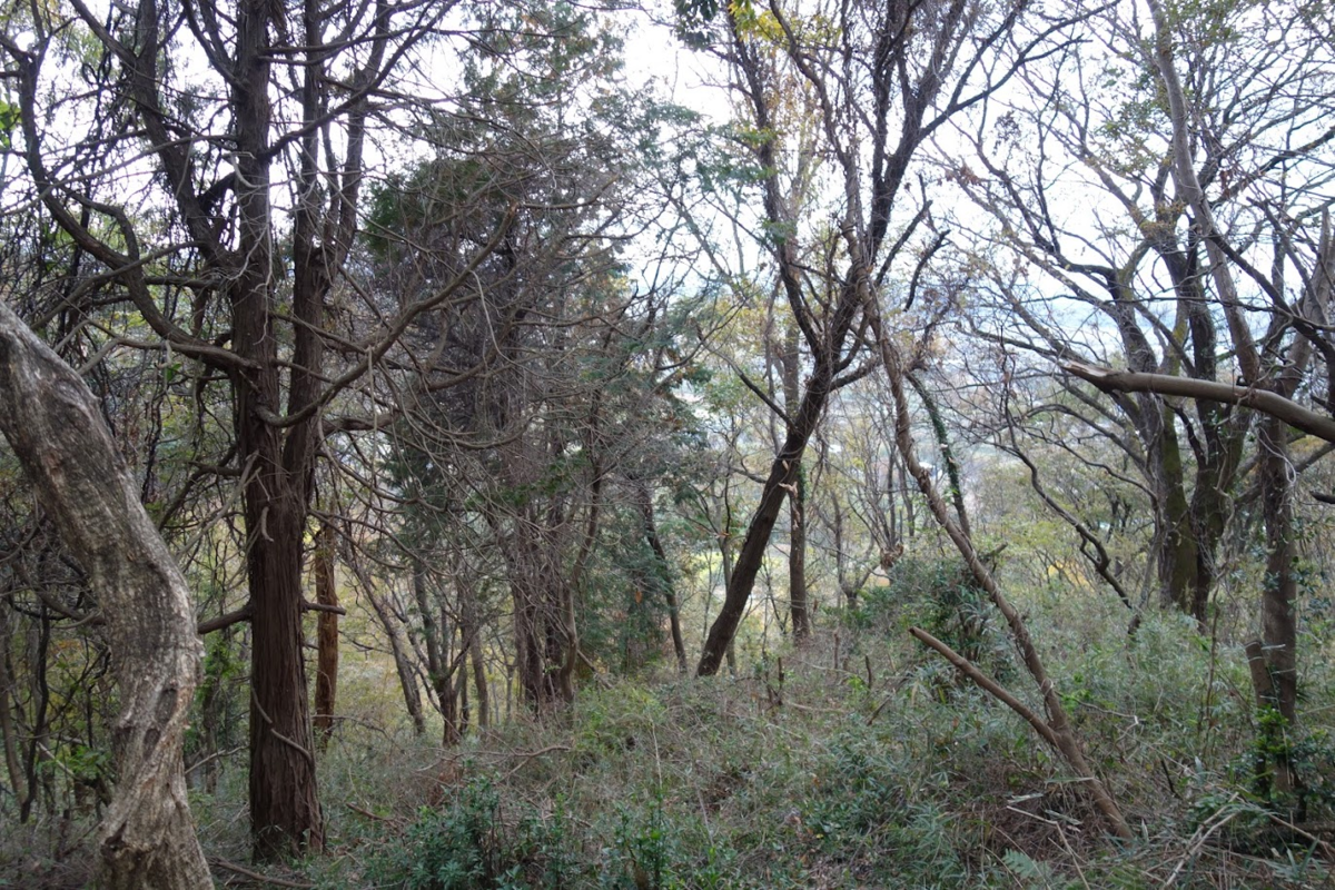 f:id:massneko:20201228224911p:plain