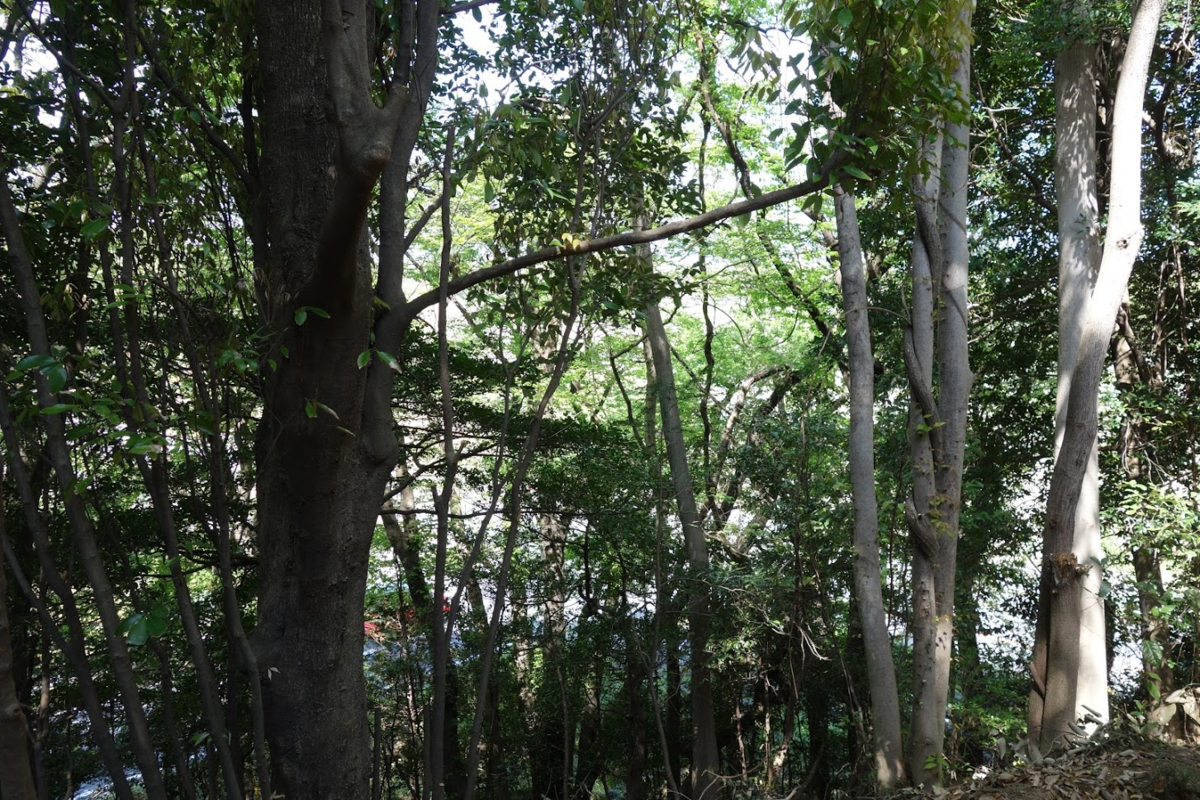 f:id:massneko:20210420100307p:plain