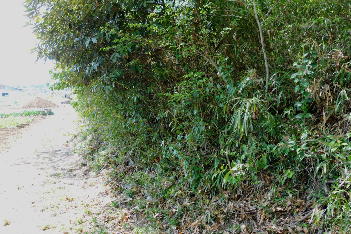 f:id:massneko:20210420140653p:plain