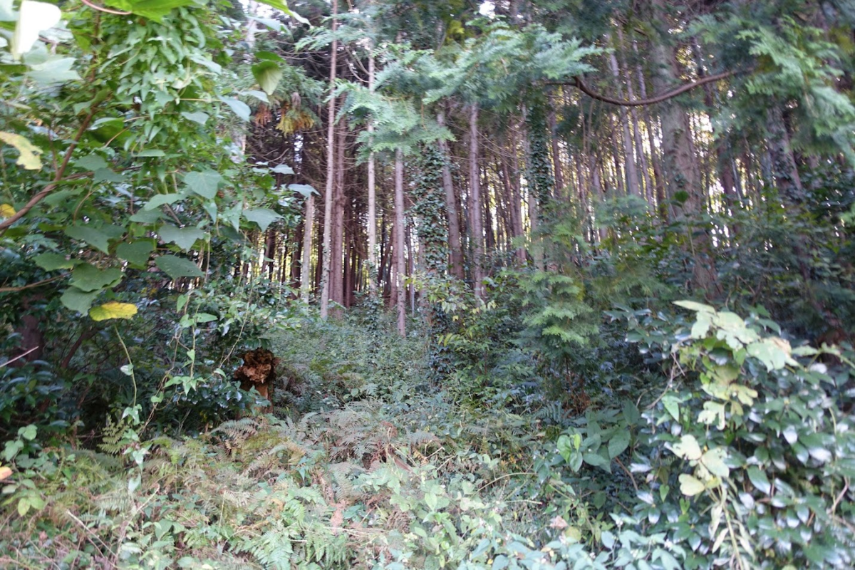 f:id:massneko:20211123103547p:plain