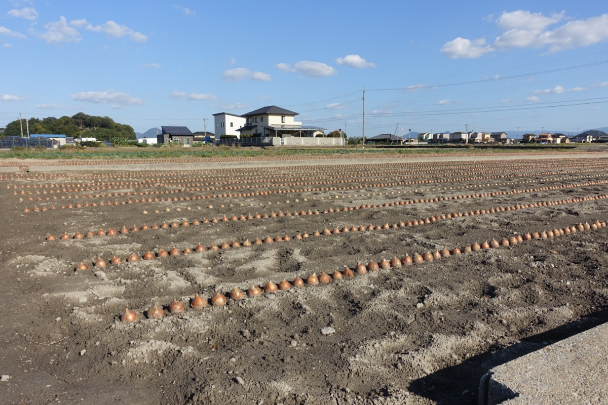 f:id:massneko:20211123113842p:plain