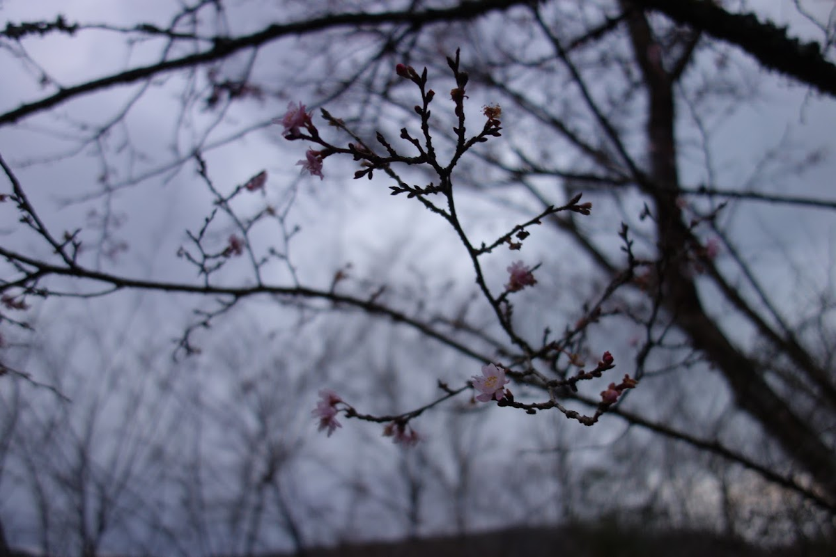 f:id:massneko:20211231143232p:plain