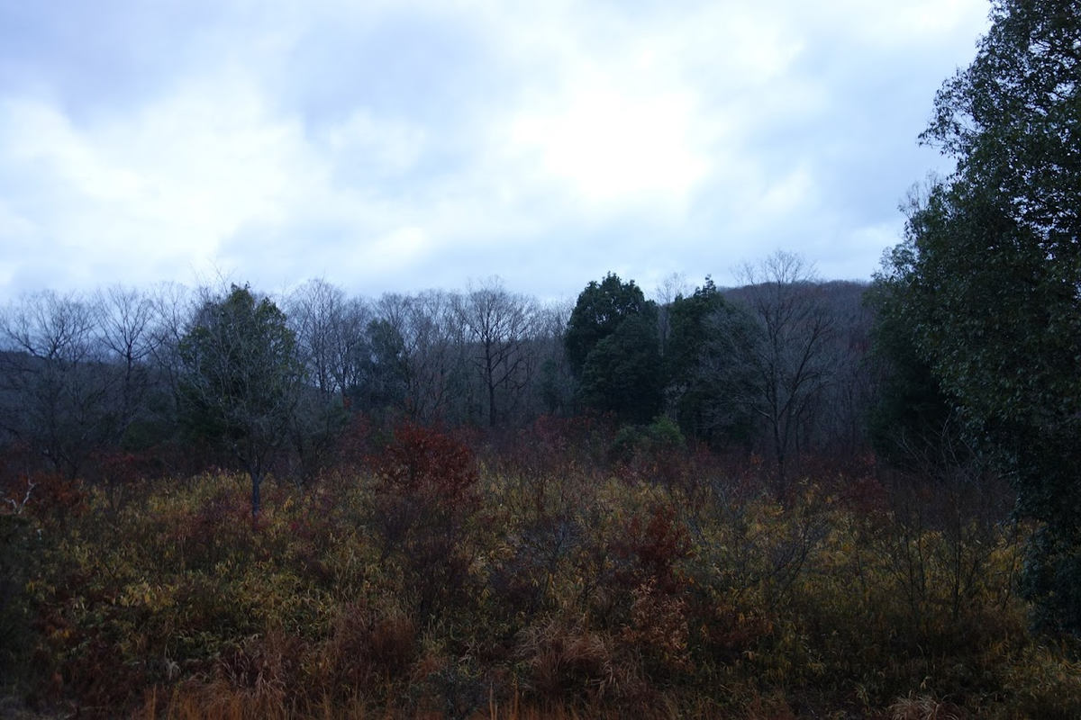 f:id:massneko:20211231143630p:plain