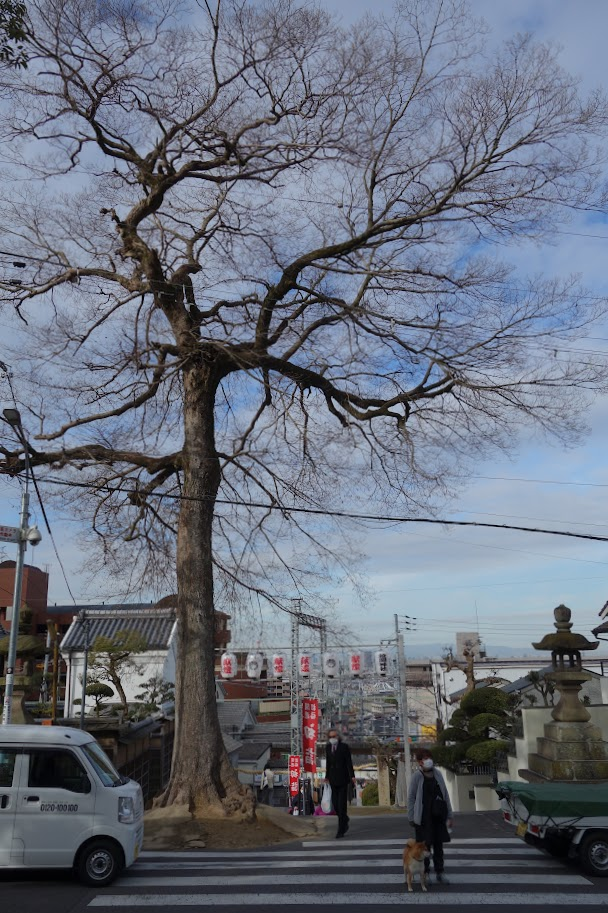 f:id:massneko:20220125161834p:plain
