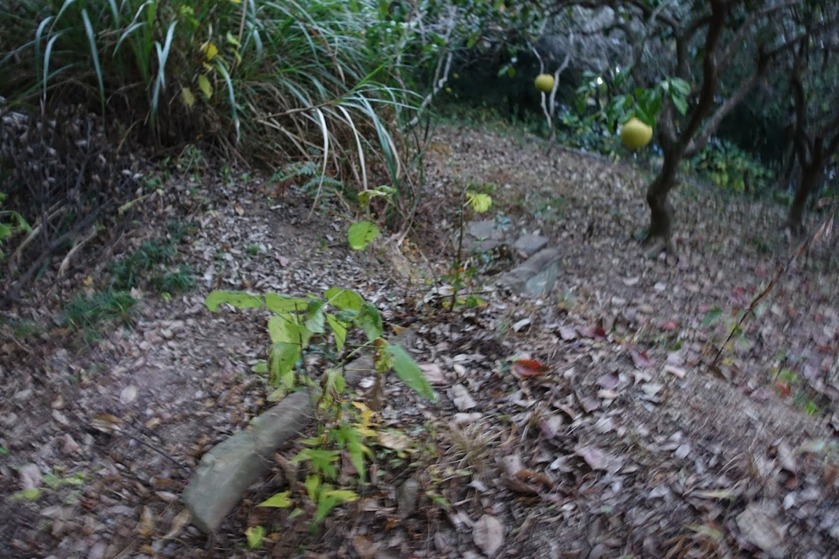 f:id:massneko:20220131144618p:plain