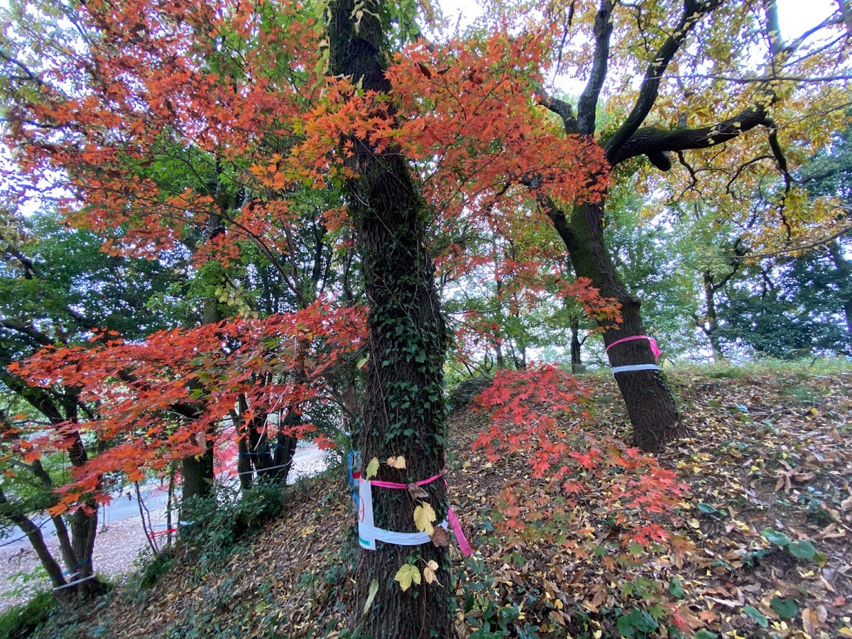 f:id:massneko:20220131212925p:plain
