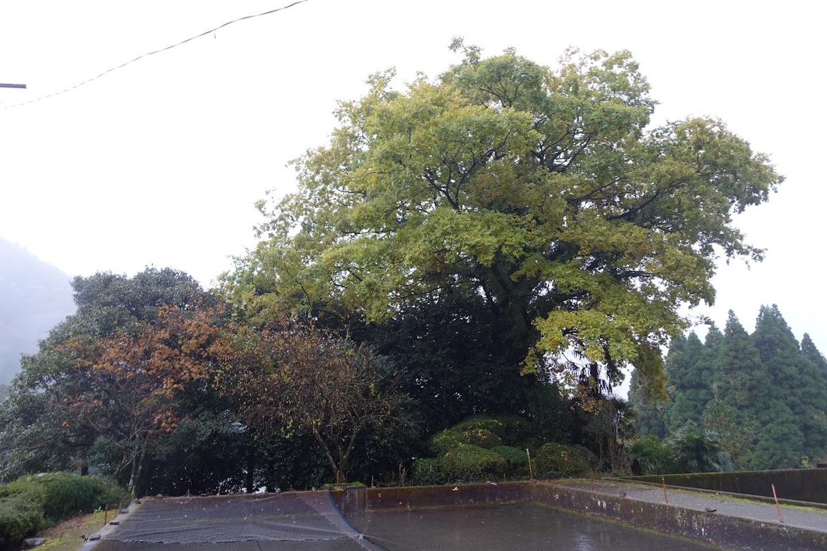 f:id:massneko:20220131224646p:plain