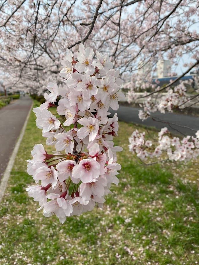 f:id:massneko:20220401212834p:plain