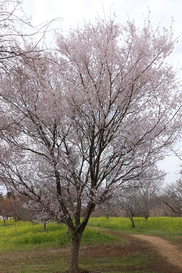 f:id:massneko:20220404144548p:plain