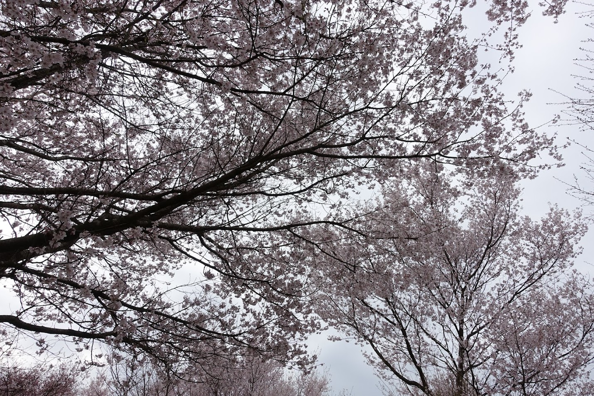 f:id:massneko:20220404145801p:plain