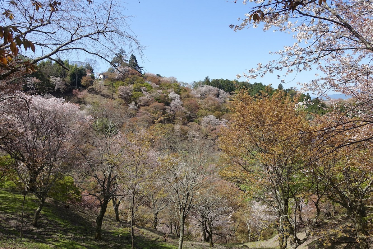 吉野千本桜・前編 奈良県吉野郡吉野町吉野山 - 墳丘からの眺め