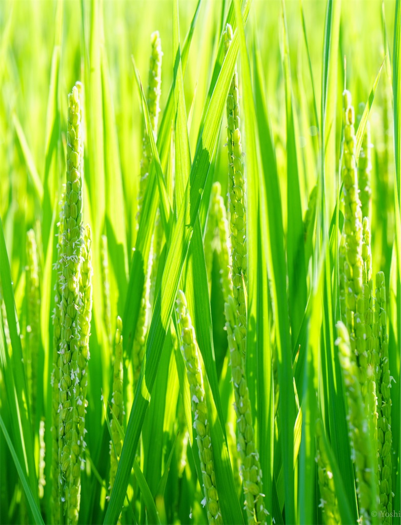 f:id:master-no-kobeya:20230905170622j:image f:id:master-no-kobeya:20230905170622j:image