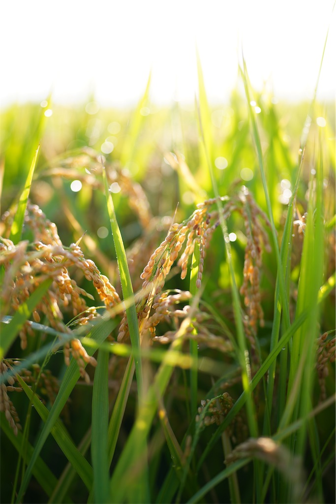 f:id:master-no-kobeya:20231003175402j:image