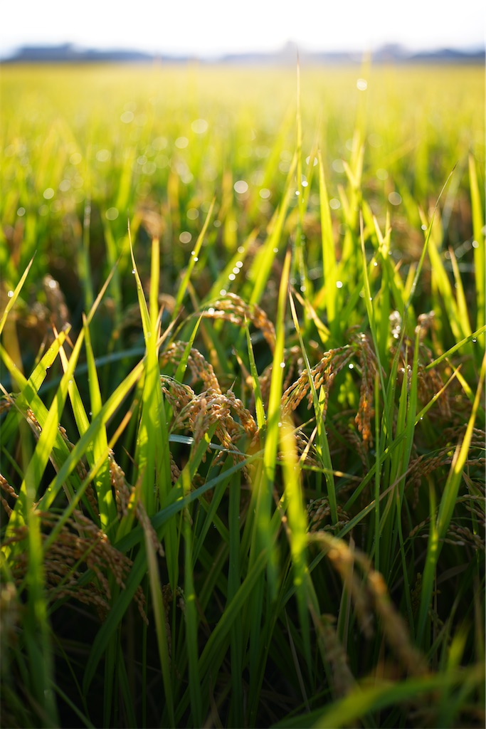 f:id:master-no-kobeya:20231003175529j:image f:id:master-no-kobeya:20231003175529j:image