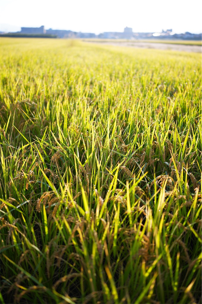 f:id:master-no-kobeya:20231003175547j:image f:id:master-no-kobeya:20231003175547j:image