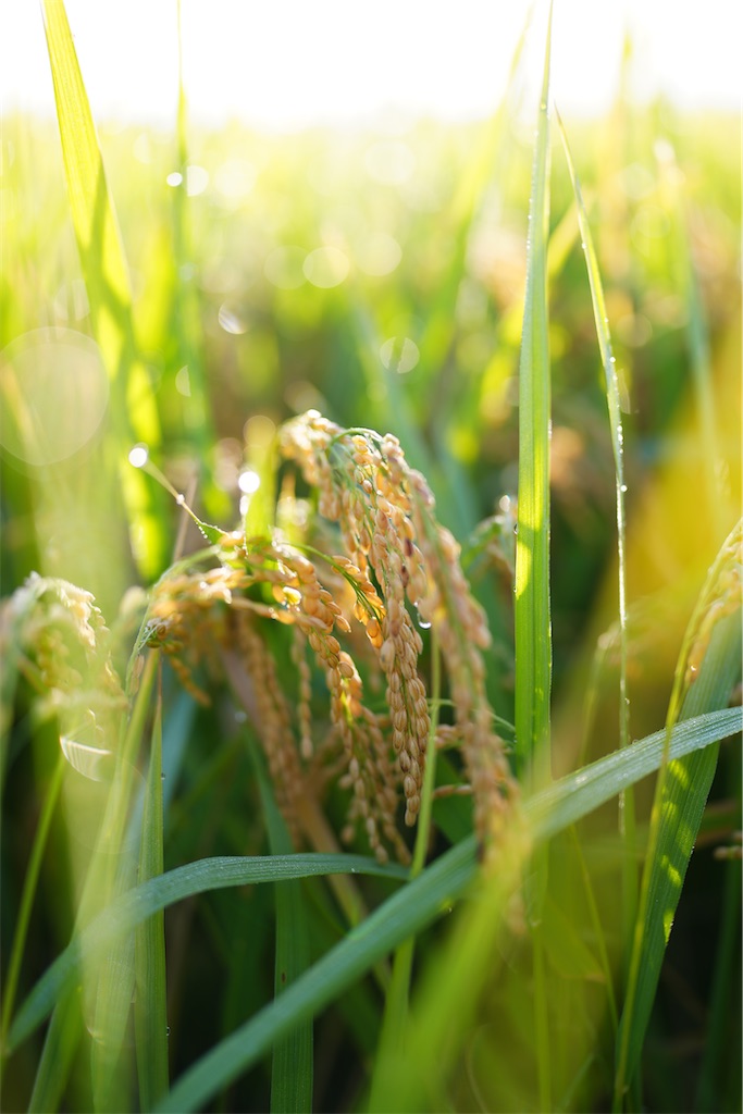 f:id:master-no-kobeya:20231003175551j:image f:id:master-no-kobeya:20231003175551j:image