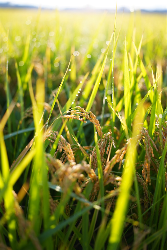 f:id:master-no-kobeya:20231003175556j:image f:id:master-no-kobeya:20231003175556j:image