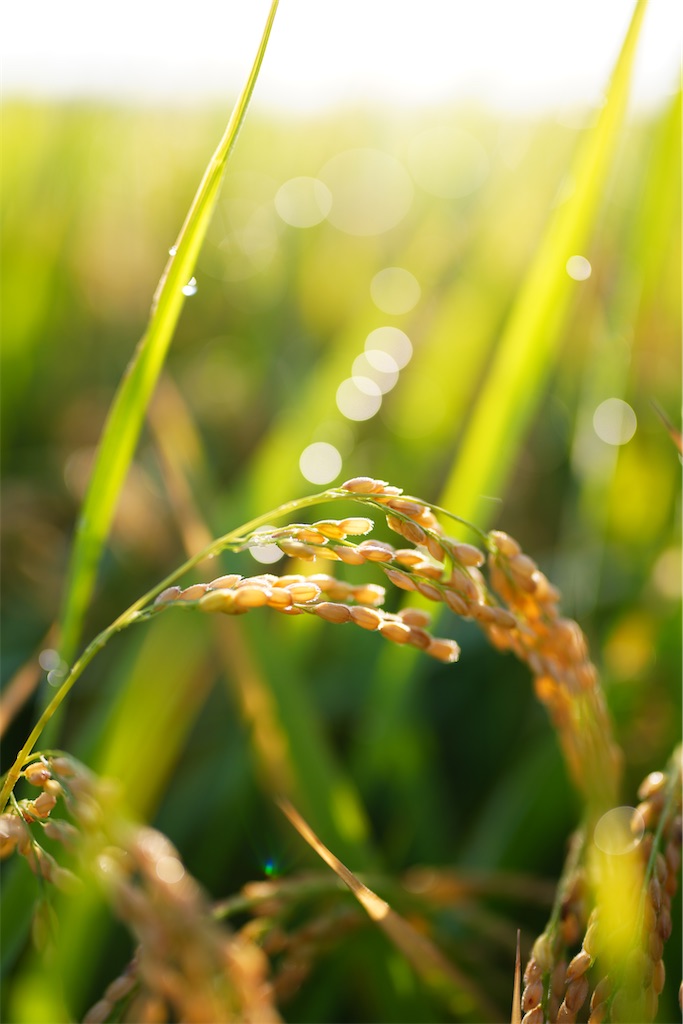 f:id:master-no-kobeya:20231003175600j:image f:id:master-no-kobeya:20231003175600j:image