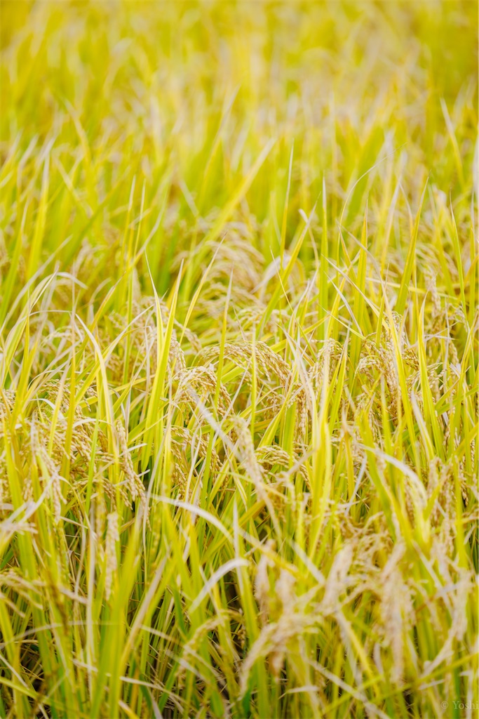 f:id:master-no-kobeya:20231026170120j:image f:id:master-no-kobeya:20231026170120j:image