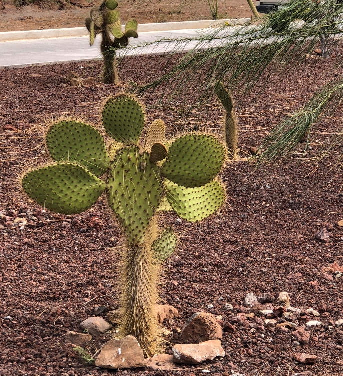 cactus
