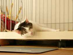 f:id:masubon:20090724235132j:image f:id:masubon:20090724235132j:image
