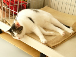 f:id:masubon:20090724235156j:image f:id:masubon:20090724235156j:image
