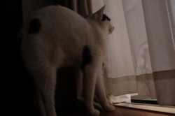 20090726230417