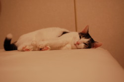 f:id:masubon:20090727221138j:image