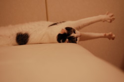 f:id:masubon:20090727221209j:image