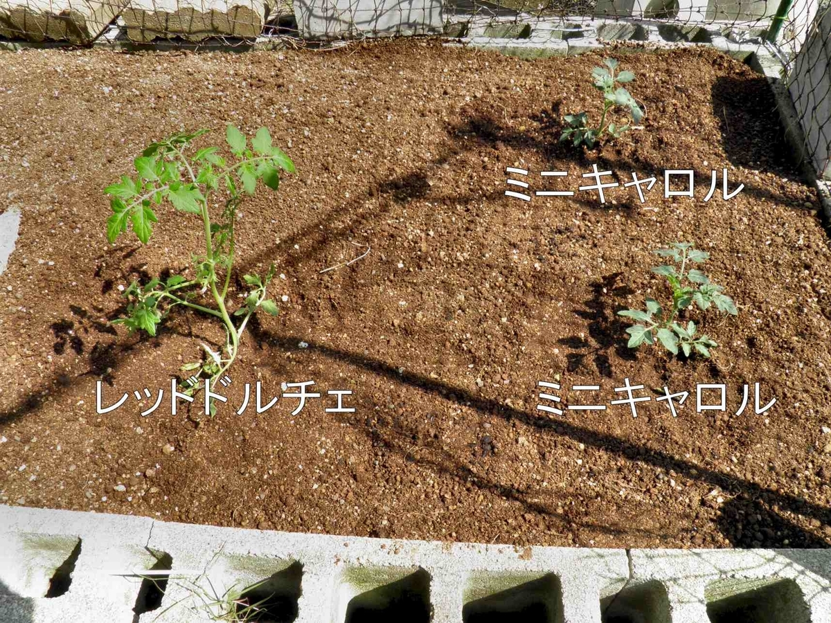 ミニトマトの定植したばかりの苗