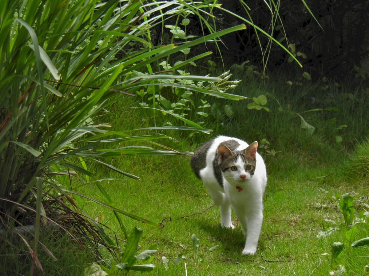 子猫はるか庭探検の写真